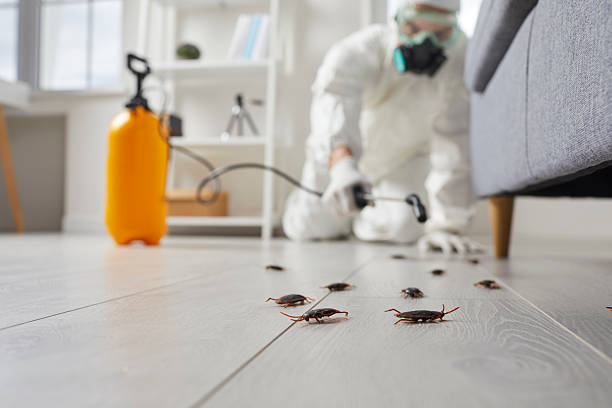 Post-Treatment Bed Bug Interceptor Monitoring in Maud